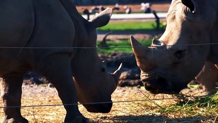 15 Times Land Animals Messed With The Wrong Opponent #2