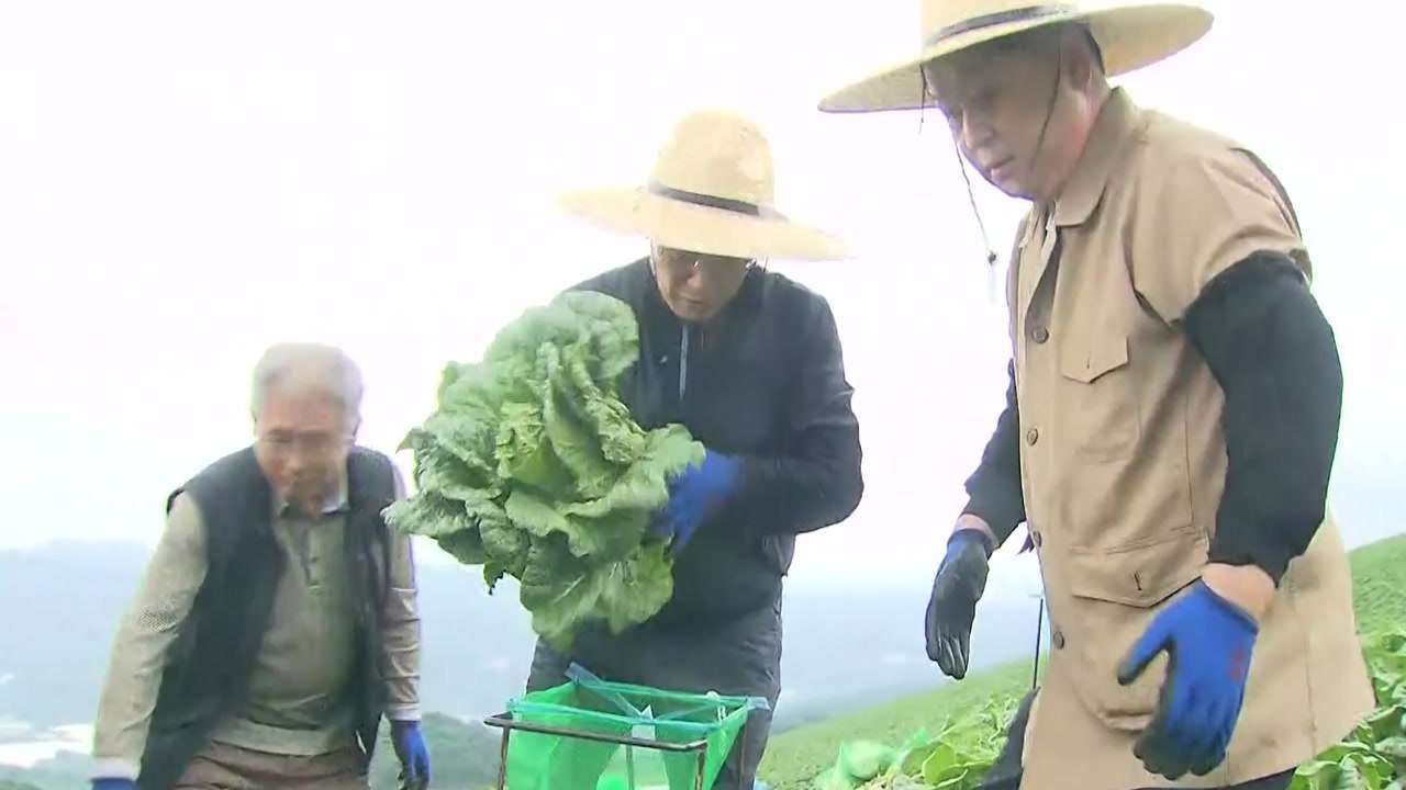 추경호, 강원 배추밭 찾아 작황 점검..."추석 물가 대응 총력" / YTN