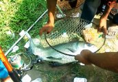 অভিজ্ঞ শিকারির বড় মাছ শিকারFishing Video Fishing With a Hook in The Village Pond _ Big Fish Video