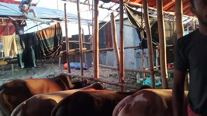 My First Cow Vlogs | বড় এবং মাঝারী সাইজ  Cow Price with Weight 2022