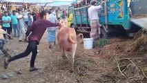 My First Cow Vlogs | Cow unloading in haat | Cow unloading 2022 | cow unloading video
