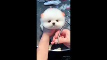 Most cutest puppy video #pets #puppy