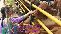 Cow Mantra by Chitralekha Dixit