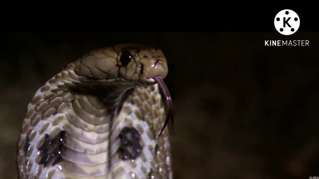 Can We drink snake venom | क्या सांप का जहर पी सकते है |snake facts