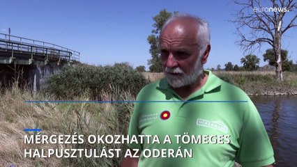 Mérgezés okozhatta a tömeges halpusztulást az Odera folyónál