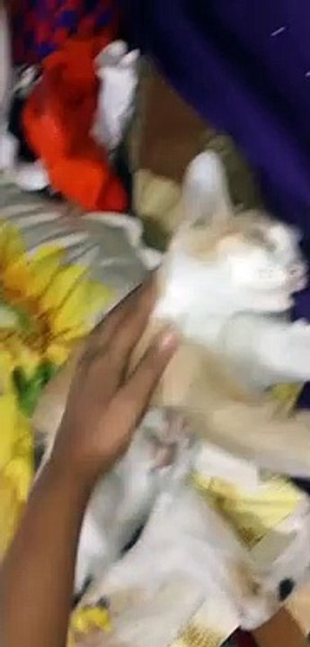 drawsy cat