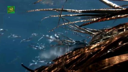 loài cá đặc biệt Cá  chuồn bay loài cá biết bay