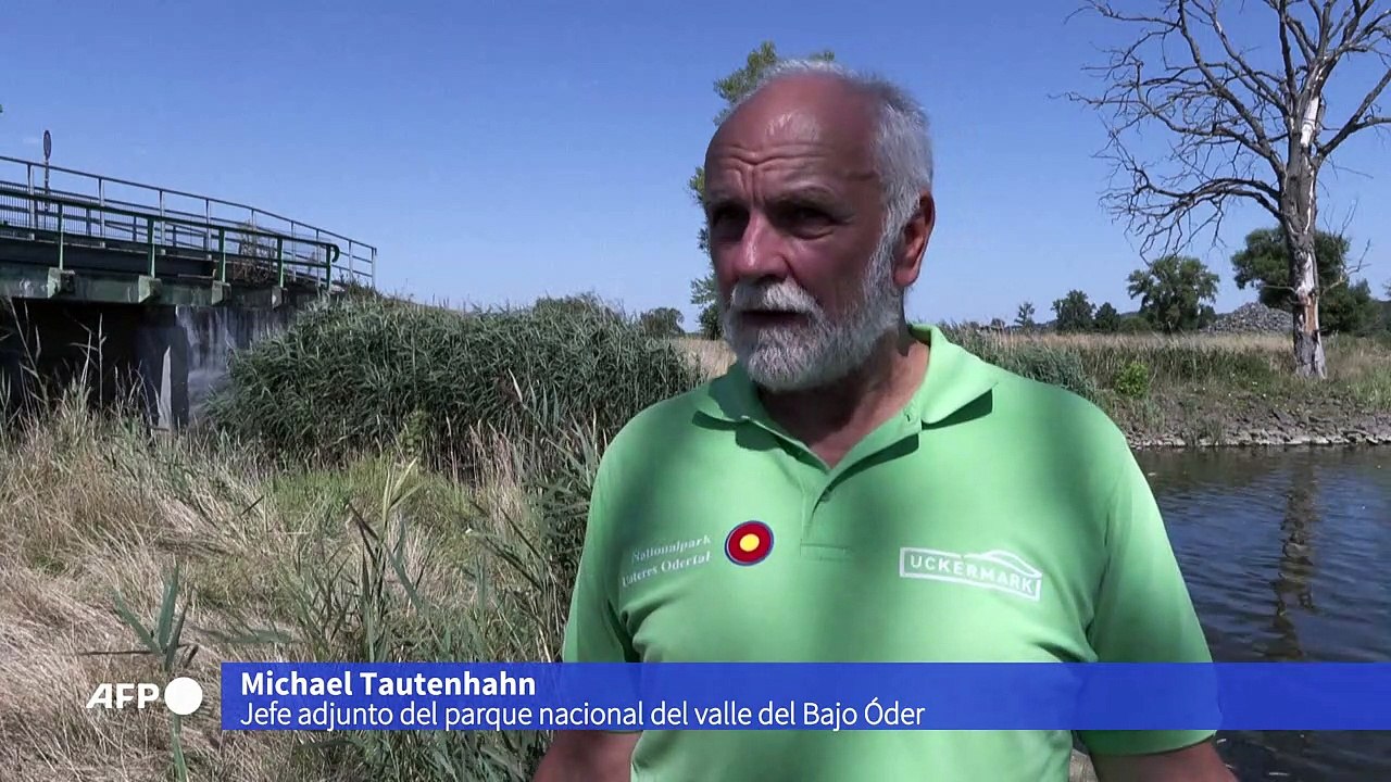 "Peces muertos por todos lados" en un río entre...