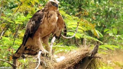 15 Times Animals Raised Another Species