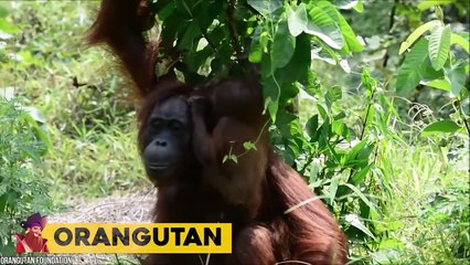 15 Most Protective Animals Mothers in the World