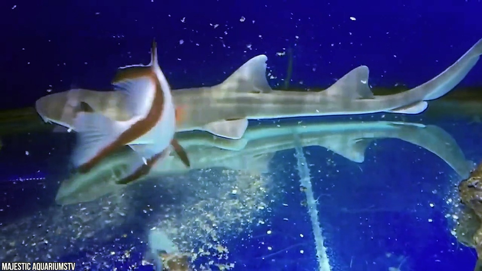 15 Most Rare Shark Species Hidden in The Ocean 