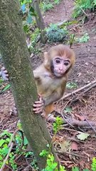 Baby monkey eating banana