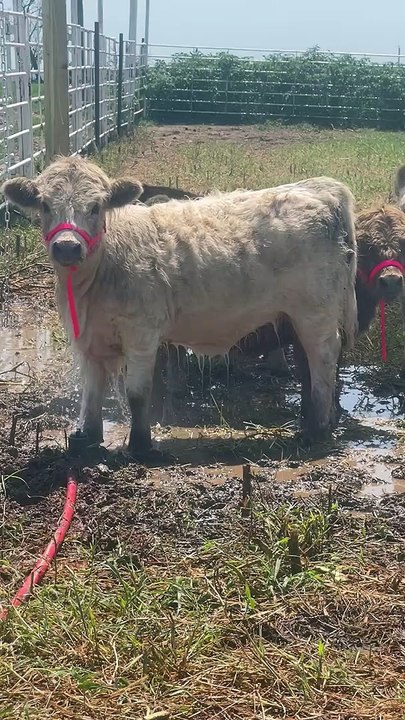 Loona the Highpark Calf Hogs the Sprinkler Water