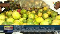 Nicaragua: Productores de Matagalpa potencian cultivo de maracuyá como un rubro para la exportación