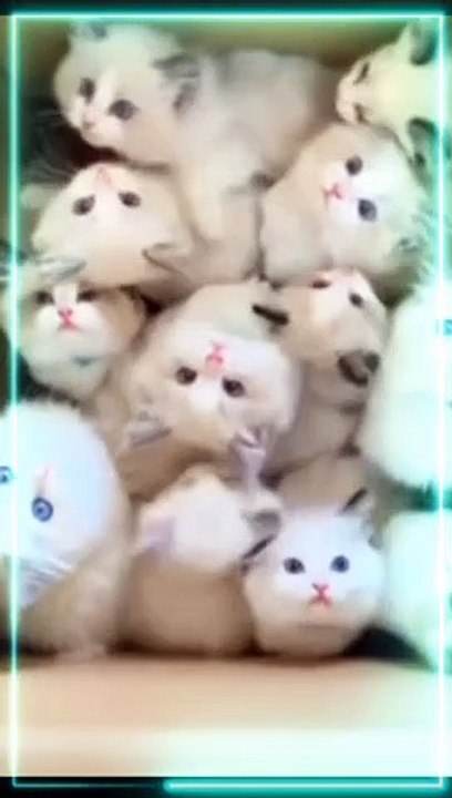 Beautiful And Cuetest Baby kittens 