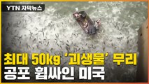 [자막뉴스] '몸길이 1미터, 최대 50kg'...美 덮은 공포의 외래종 / YTN