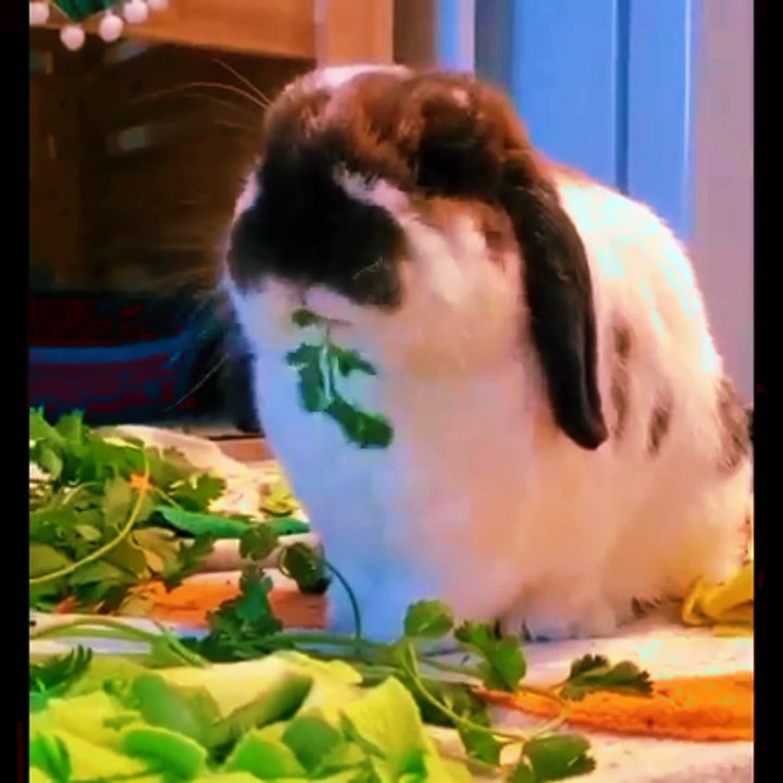 Cat funny video