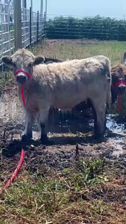 Loona the Highpark Calf Hogs the Sprinkler Water