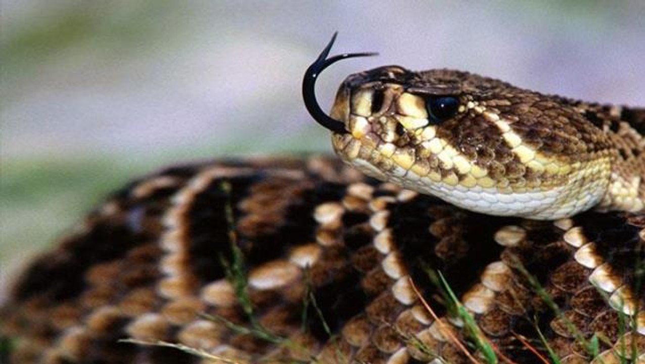 Yılanın öldürdüğü ablasının cenazesinde yılan ısırığıyla öldü, cemaat dondu kaldı