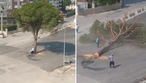 İzmir'de yarım asırlık ağaç böyle yok edildi! Görüntülere tepki yağıyor