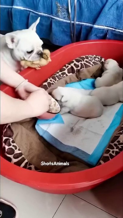 Animals Lover