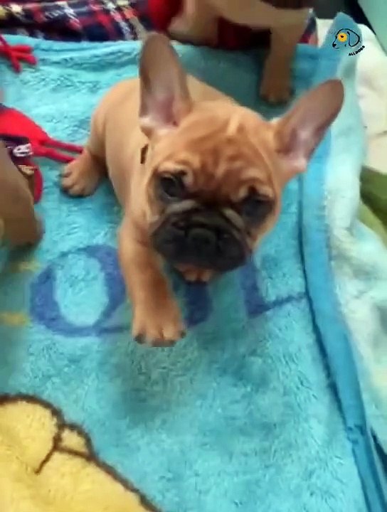 Attack Of The Funny Dogs  The Best Videos About Dogs Part-5