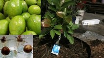 cara menanam buah alpukat dari biji agar cepat berbuah