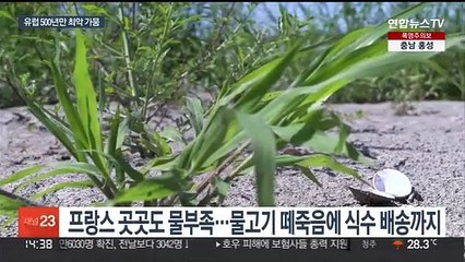 유럽 주요 강 일제히 '바짝'…500년만 최악 가뭄 우려