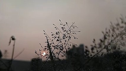 Mentahan video bebas copyright