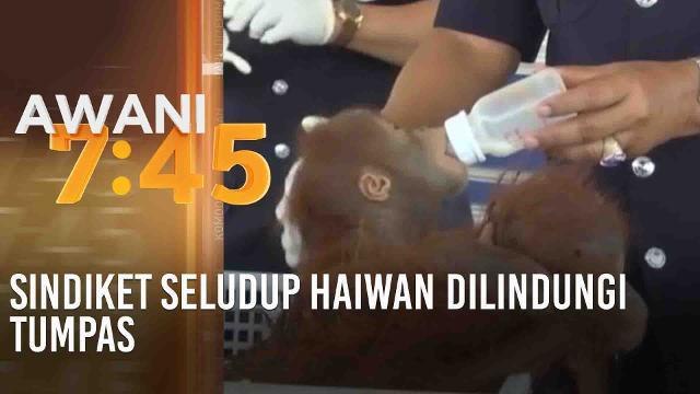 Sindiket seludup haiwan dilindungi tumpas