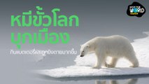 หมีขั้วโลกบุกเมือง กินแบตเตอรี่และถูกยิงตายมากขึ้น | KEEP THE WORLD | SPRiNG