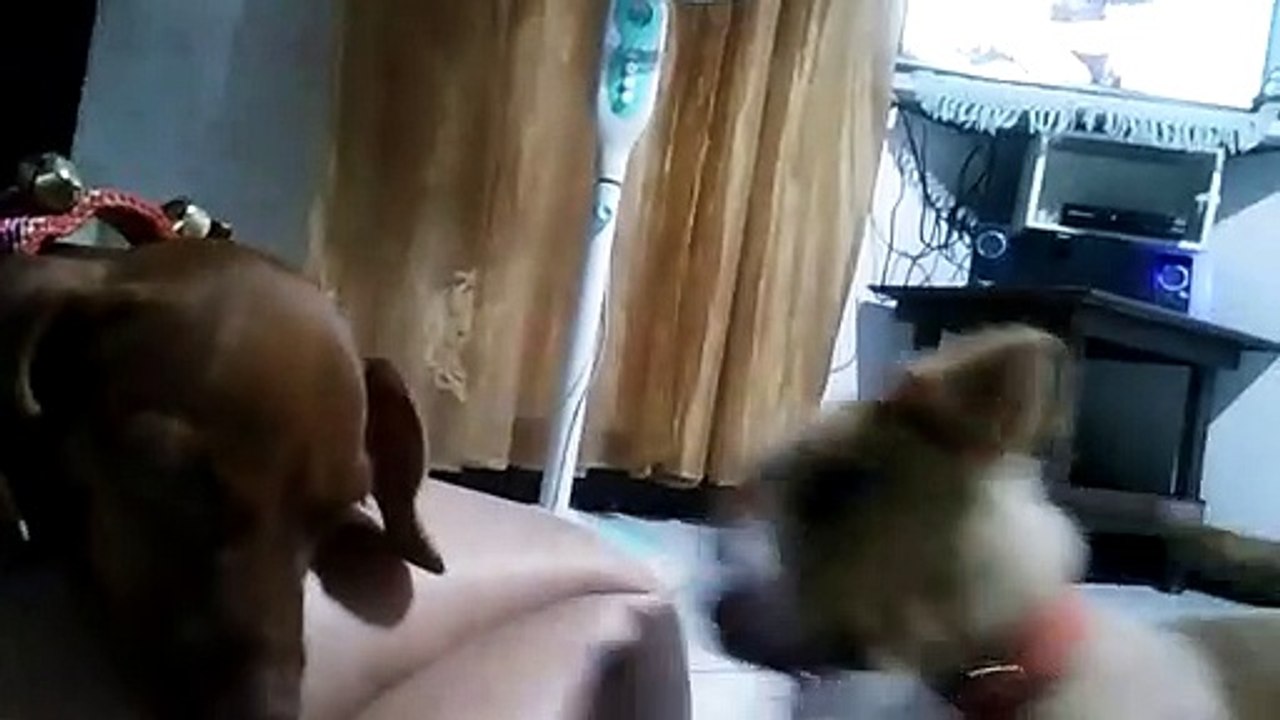 Doggos
