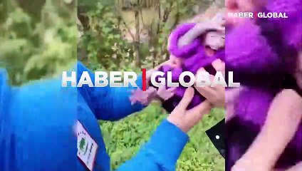 Sahibinden alınan maymun çılgına döndü