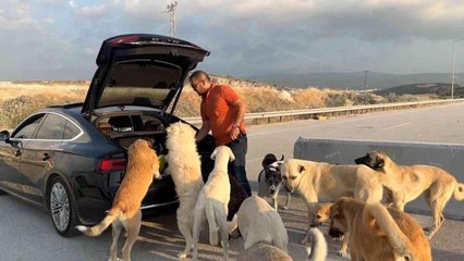 Bu köpekler çok şanslı: Milyonluk arabaya binip ciğer yiyorlar