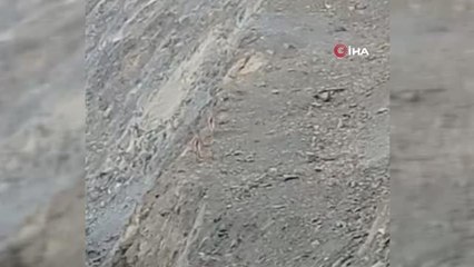 Dağ keçileri kent merkezinde böyle görüntülendi