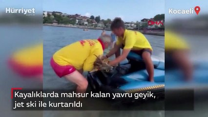 Kayalıklarda mahsur kalan yavru geyik, jet ski ile kurtarıldı