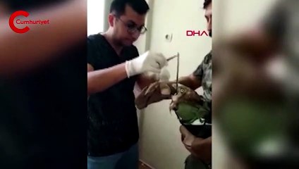 Kartal, 'yılanı' yutamayınca boğulma tehlikesi geçirdi