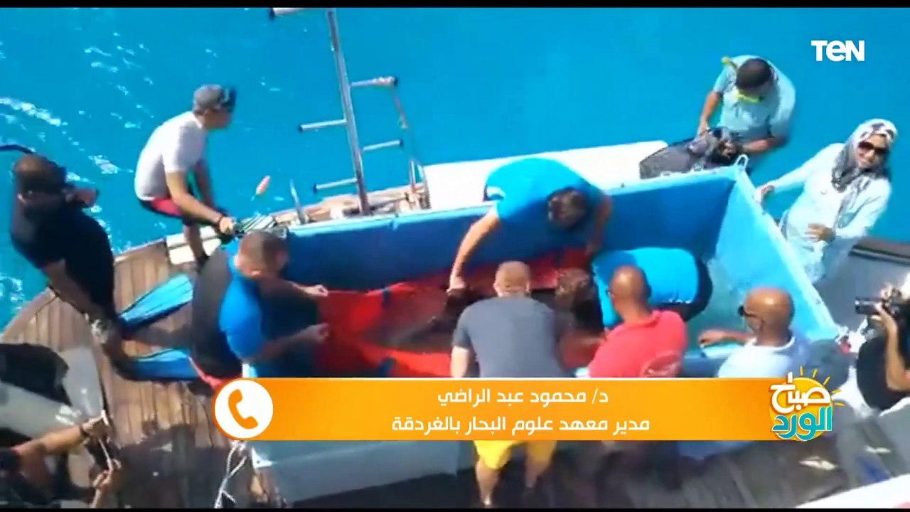 إعادة الدولفين "طيبة" بعد علاجها لمدة 15 يوما لبيئتها بمياه الغردقة