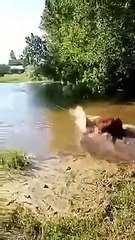 Faire traverser la rivière à une vache en mode sous-marin