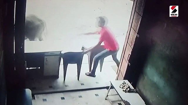 જુનાગઢમાં રખડતા ઢોરનો આતંક સામે આવ્યો