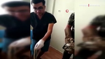 Avladığı yılanı yutamayan kartal baygınlık geçirdi: Boğazından böyle çıkarıldı!