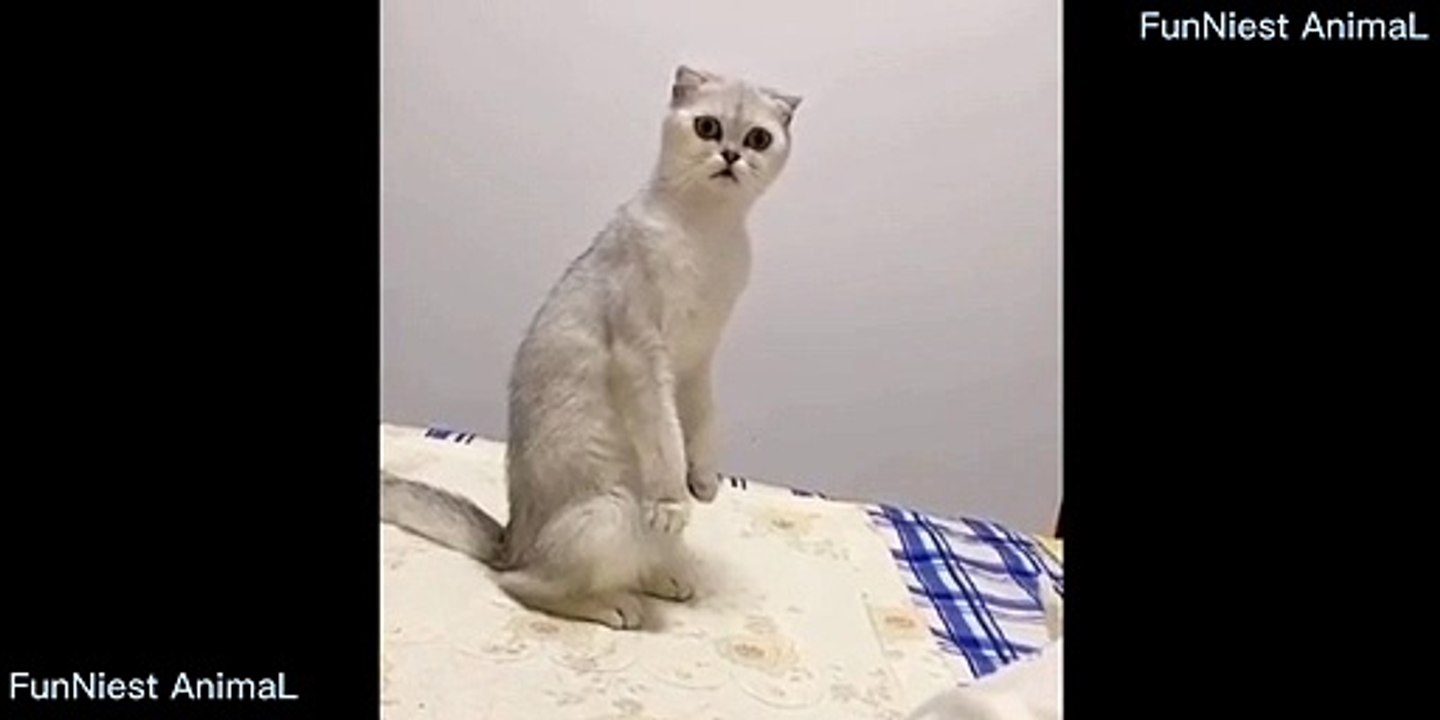 Funny Cat  || FunNiest AnimaL