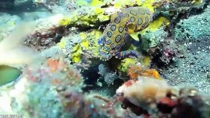 15 Meanest Animals in the World