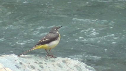 Sur les bords du Doron à Termignon (Savoie)
