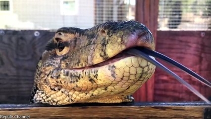 15 Extremely Large Animals That Actually Exist