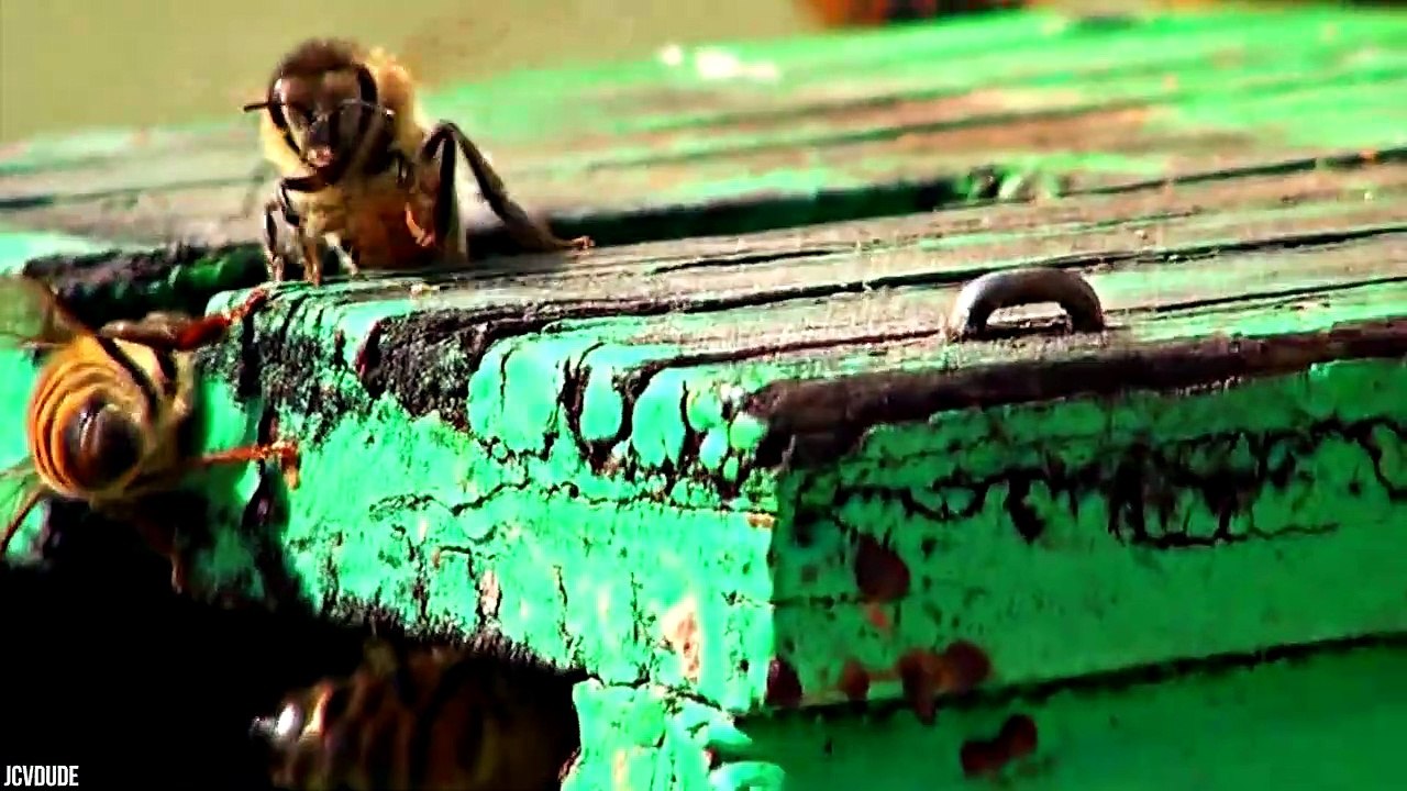 15 Most Painful Insect Stings in The World