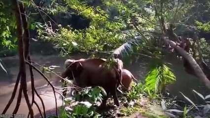 15 Great People Saving Animal Lives