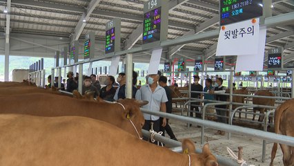 가축시장도 스마트 시대...신뢰도·신속성 제고 / YTN
