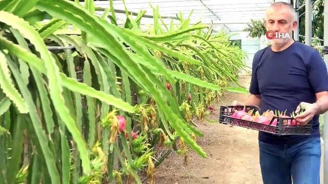 'Batarsın' diyenleri dinlemedi! Şimdi bunlardan servet kazanıyor! Ejder meyvesi nedir? Ejder meyvesinin faydaları