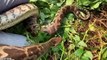 15 Biggest Snakes Ever Found in The World